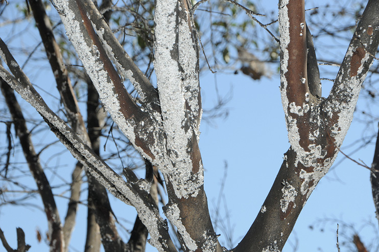 Close-up view of crape myrtle branches with a heavy infestation of crape myrtle bark scale. The scale appears as a white, powdery layer covering most of the branches.